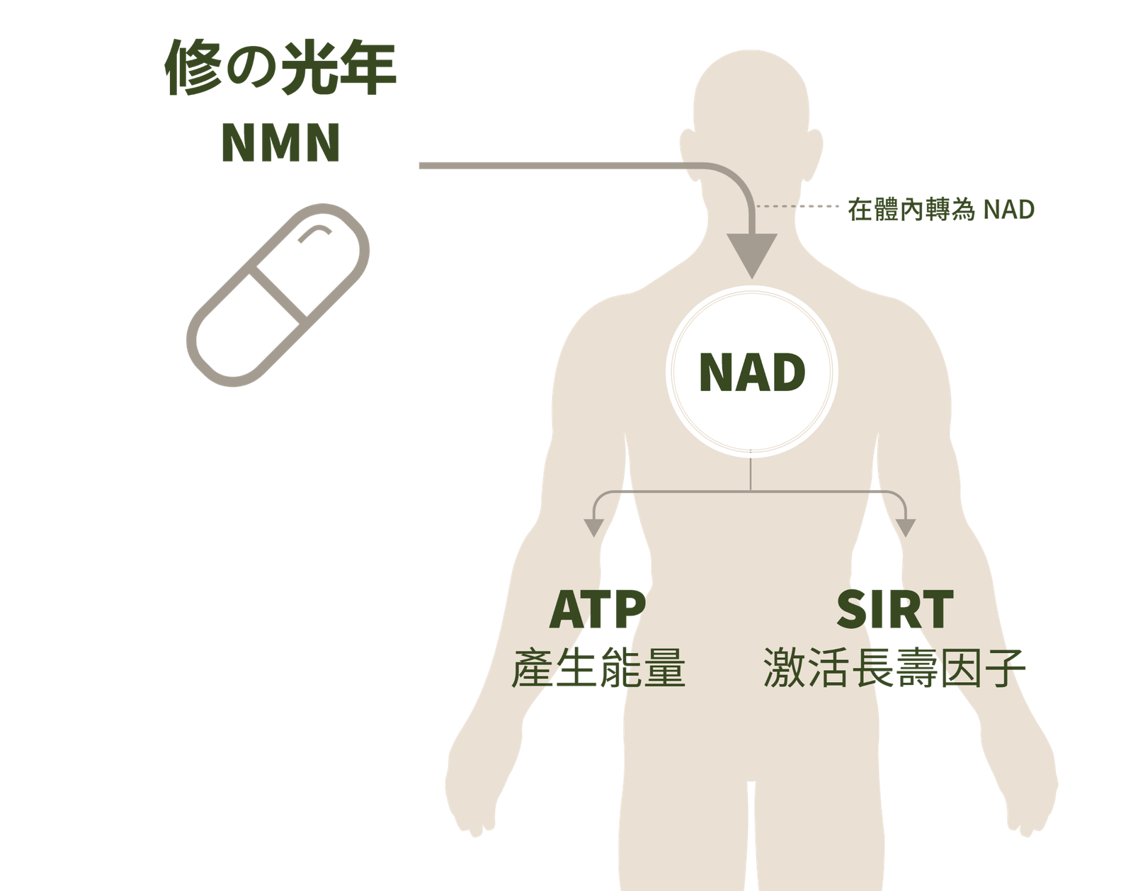 nad-1-1